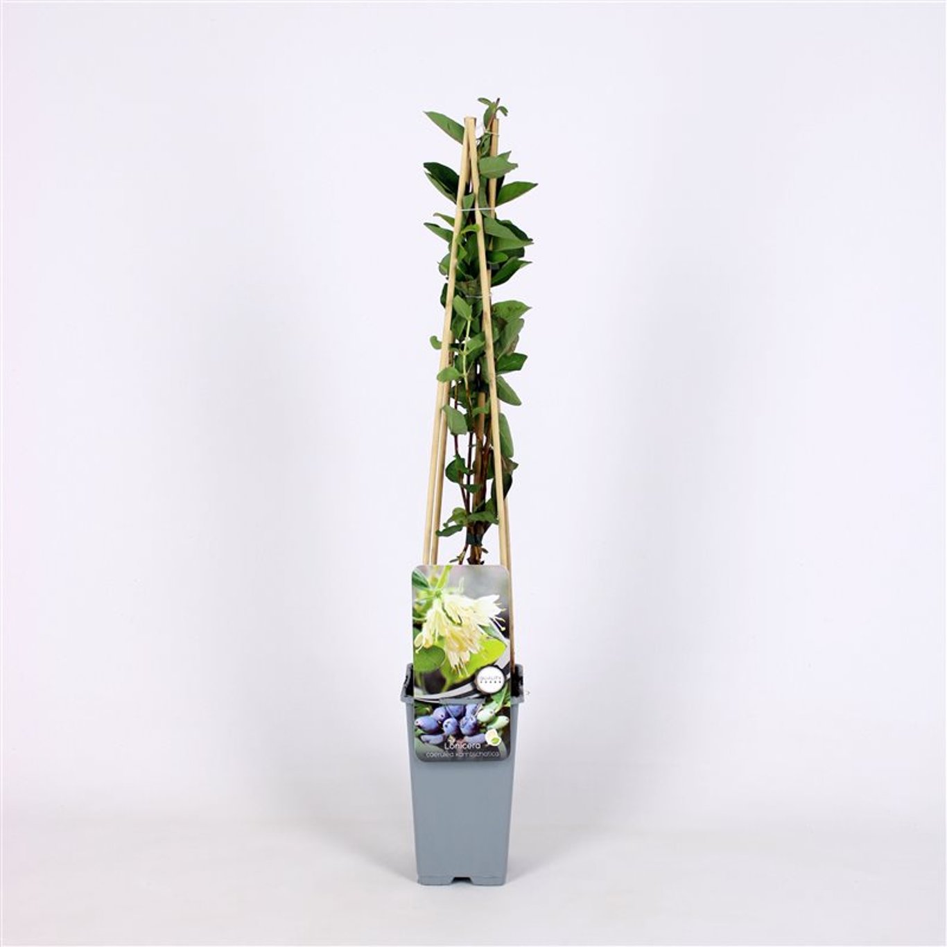 Lonicera c. kamtschatica - C2 70/+ CM